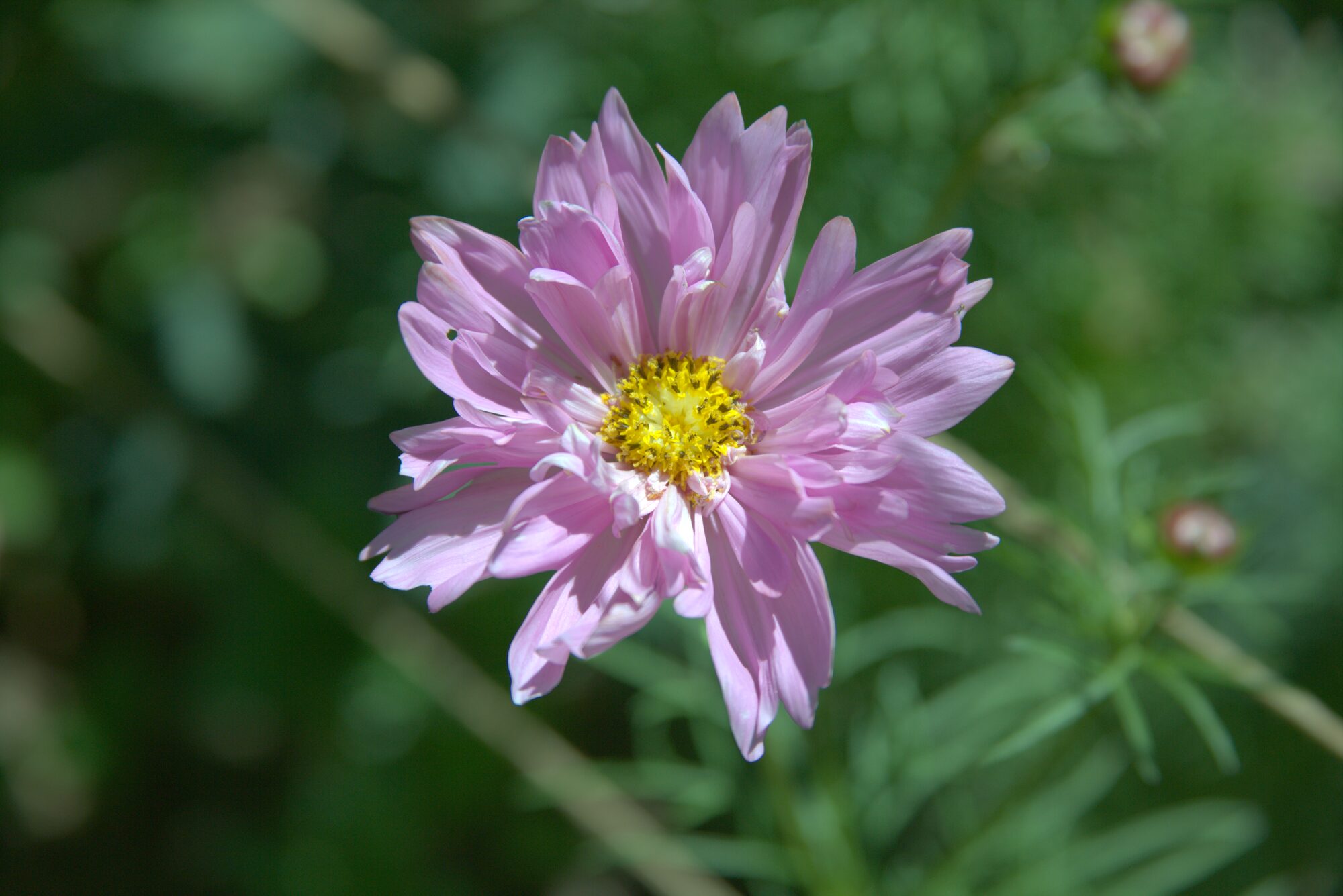 Cosmos Tufted Pink — grown on our Nampa, Idaho farm