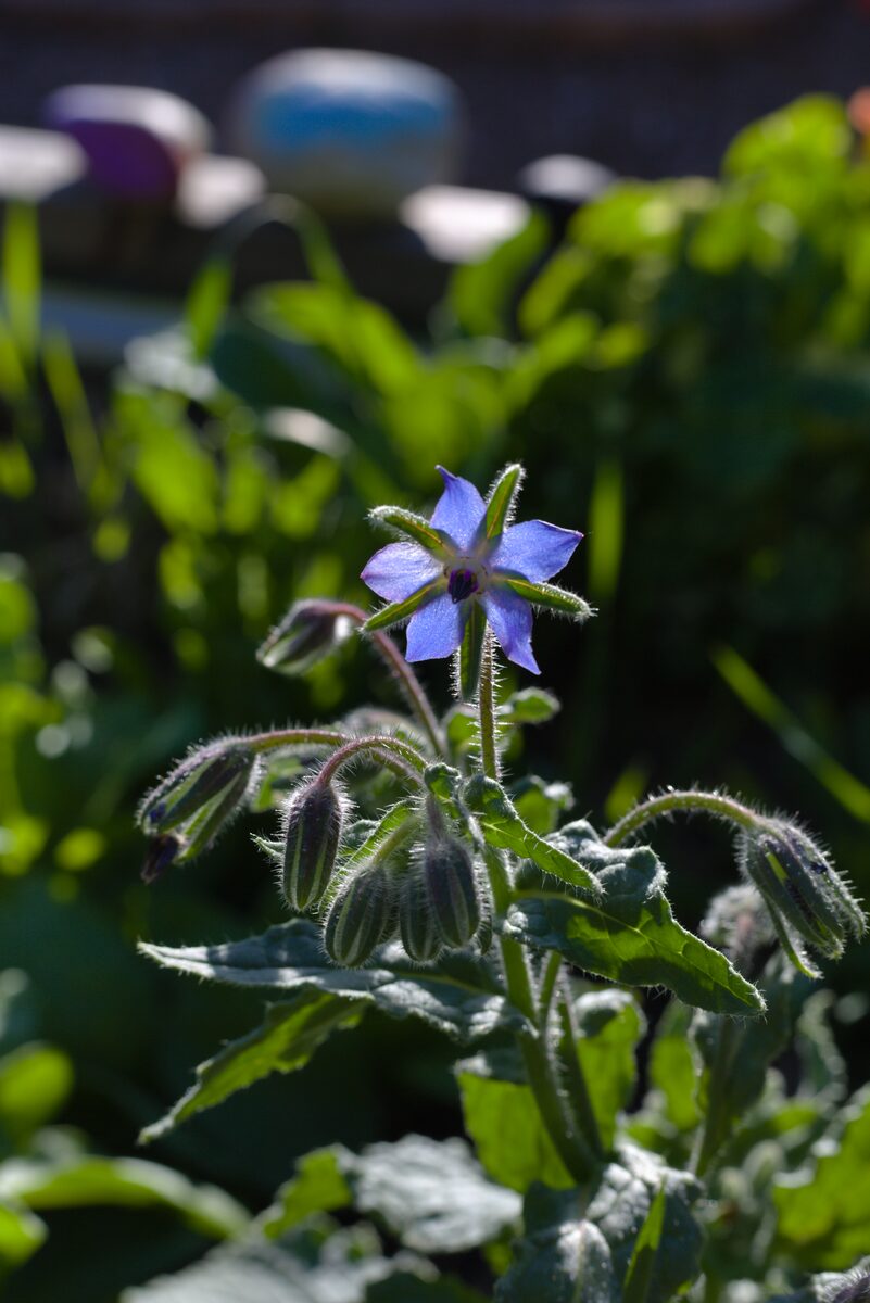 Borage flowers in bloom — grown on our Nampa, Idaho farm